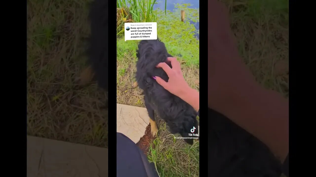 It kills me that people dump dogs and cats or any pets.