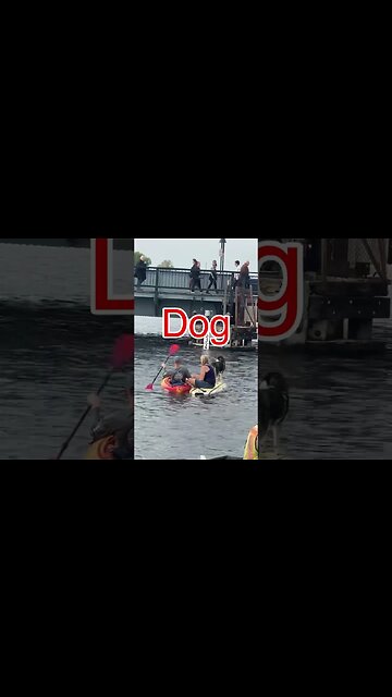 A very brave paddle boarding dog 🐾 #shorts #adventure