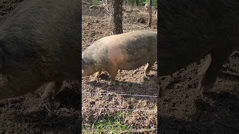 This Pig is Very Pregnant @UncleTimsFarm #kärnəvór #carnivore #shorts #pigtalk