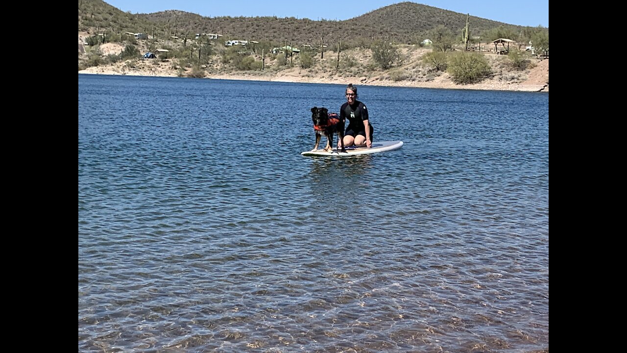 Aussie Shepherd becomes a water dog