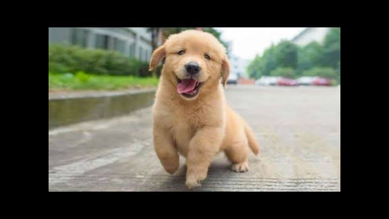 SO FUNNY😂😂 Super Dogs And Cats Reaction Videos ▶️1