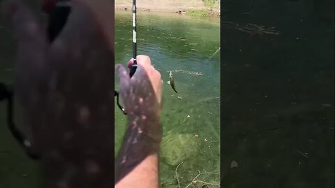 Little Redbreast Panfish fell for the Twerkin’ Minnow! #fishing #panfish #creekfishing #shorts