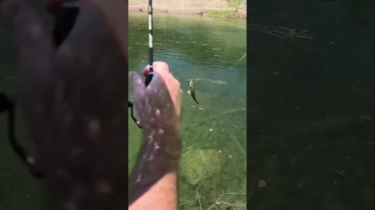 Little Redbreast Panfish fell for the Twerkin’ Minnow! #fishing #panfish #creekfishing #shorts