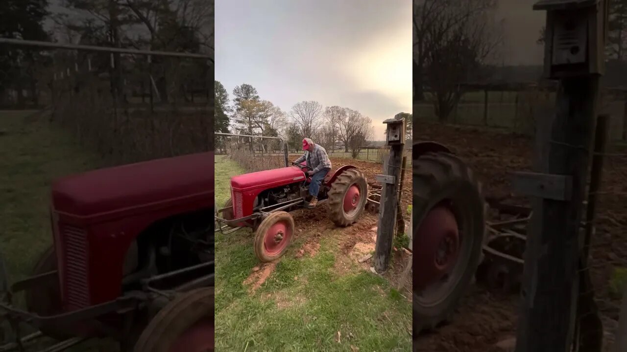 Using an old Ferguson to break our garden for spring planting.