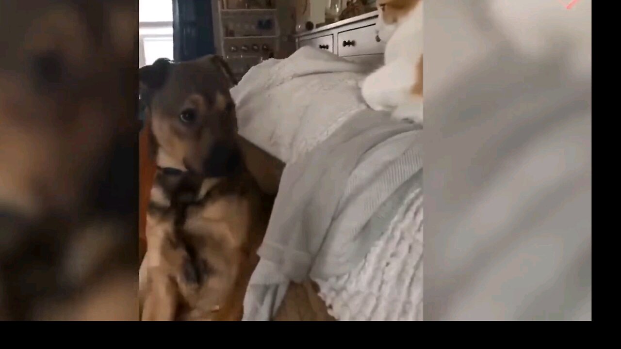 funny cat dog animals 🤣🤣😁