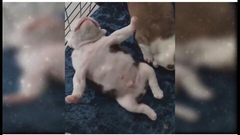 Dancing puppy on full tune in her dreams..