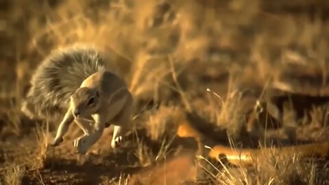 7OMG! Big Eagle Kidnap a Leopard Cub, Mother Leopard Rushes To Attack Eagle But Can't Save Her6 13