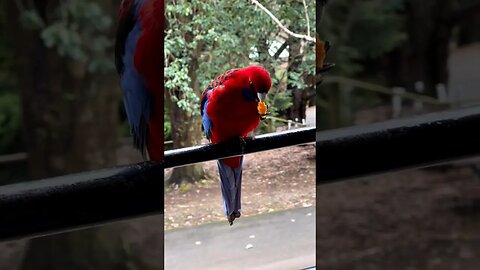 Cute Northern Rosella l #shorts l #northernrosella l @BikisAviary l #youtubeshorts