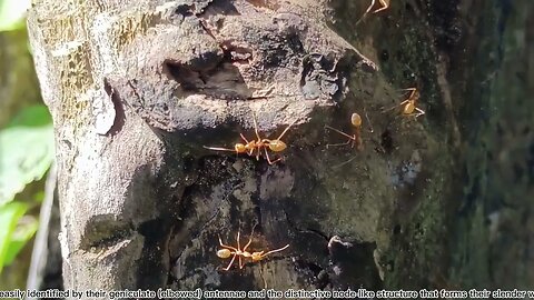 THE ANT. #trending #fypシ #videos #funny #fyi #knowledge #insects #forest #video