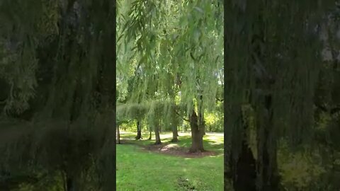 beautiful willow trees at park.