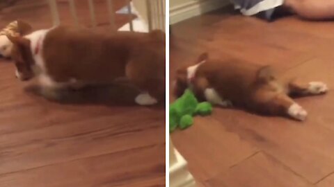 agitated dog runs even the rug then comes back and plays dead