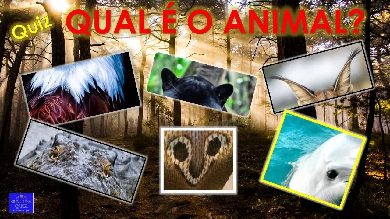 ADIVINHE QUAL É O ANIMAL | GALERA QUIZ