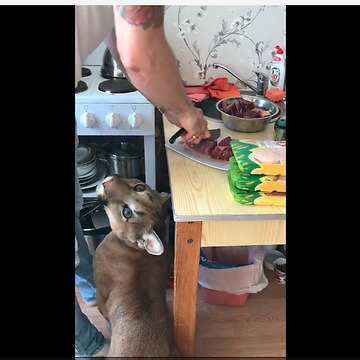 Impatient Puma Can't Wait For Dinner Time