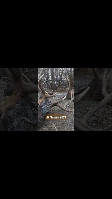 Elk Season 2021!