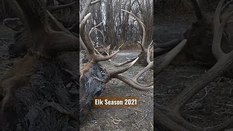 Elk Season 2021!