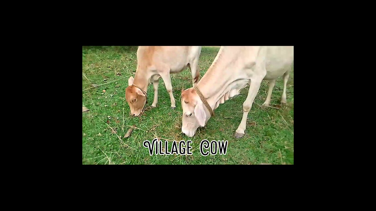 Deshi Village🐄🐄 COW Eating Green Grass In a Field