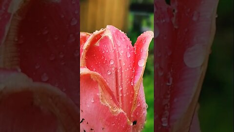 Raindrops and springtime!