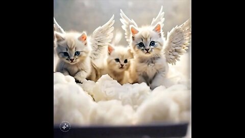 Cute Cat Gif