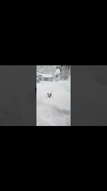Ares jack Russell dog practices Iceman Wim Hof snow dip