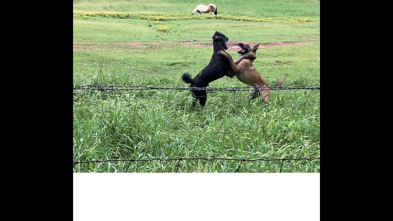 Learning to play- standard poodle and Belgian Malinois wrestling match