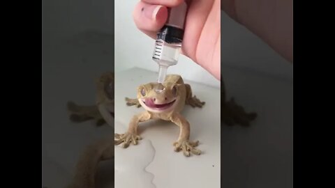 Geko crowned with Water 🦎😂 #shorts