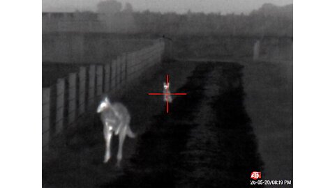 2020 - Winter+Spring 1 - Fox Shooting using - ATN Mars/Thor 4 4-40x + Pulsar Trail 2 LRF XP50