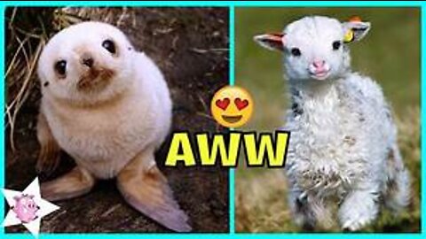 AWW Animals SOO Cute! Cute baby animals Videos Compilation cute moment of the animals