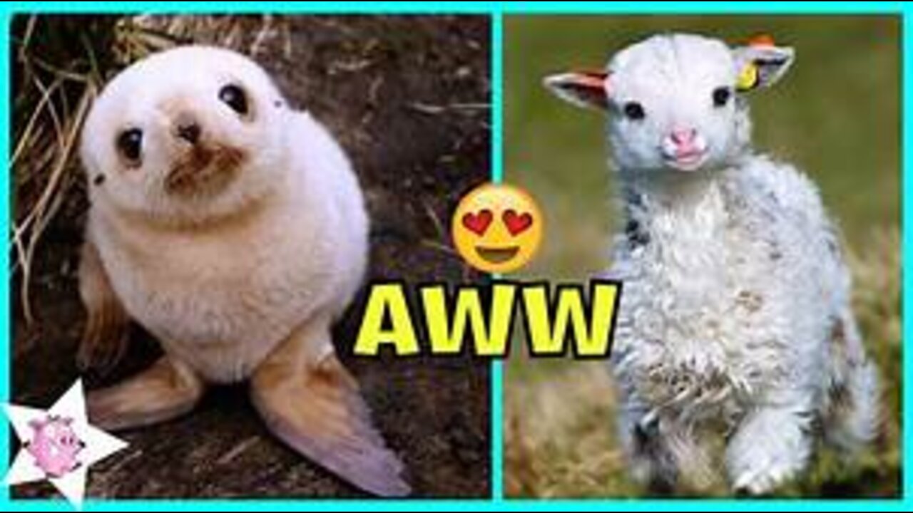 AWW Animals SOO Cute! Cute baby animals Videos Compilation cute moment of the animals