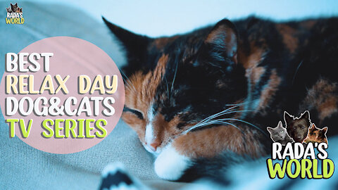 🐺 How dogs and cats sleeping together? 😻 [RAIN SOUNDS]
