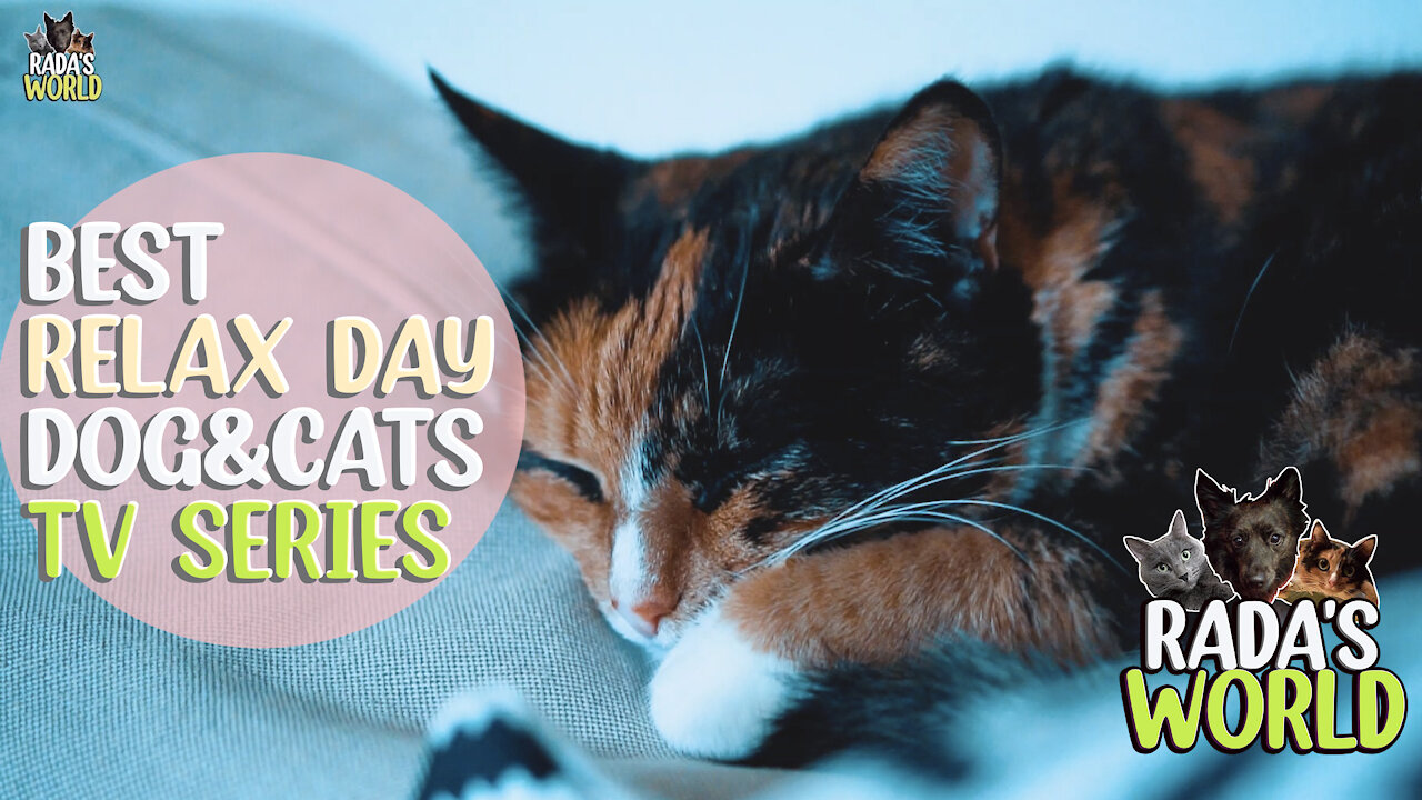 🐺 How dogs and cats sleeping together? 😻 [RAIN SOUNDS]