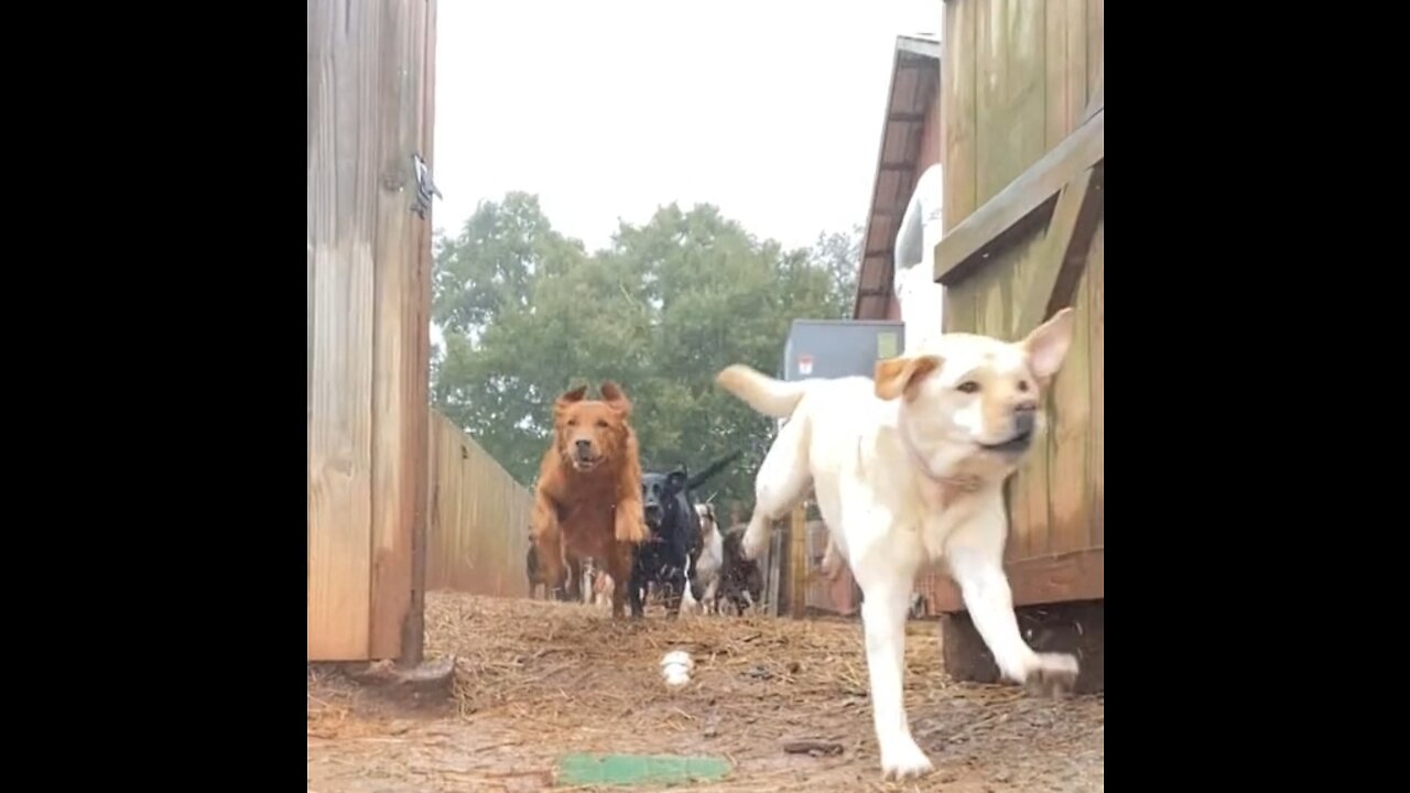 Cute running doggos