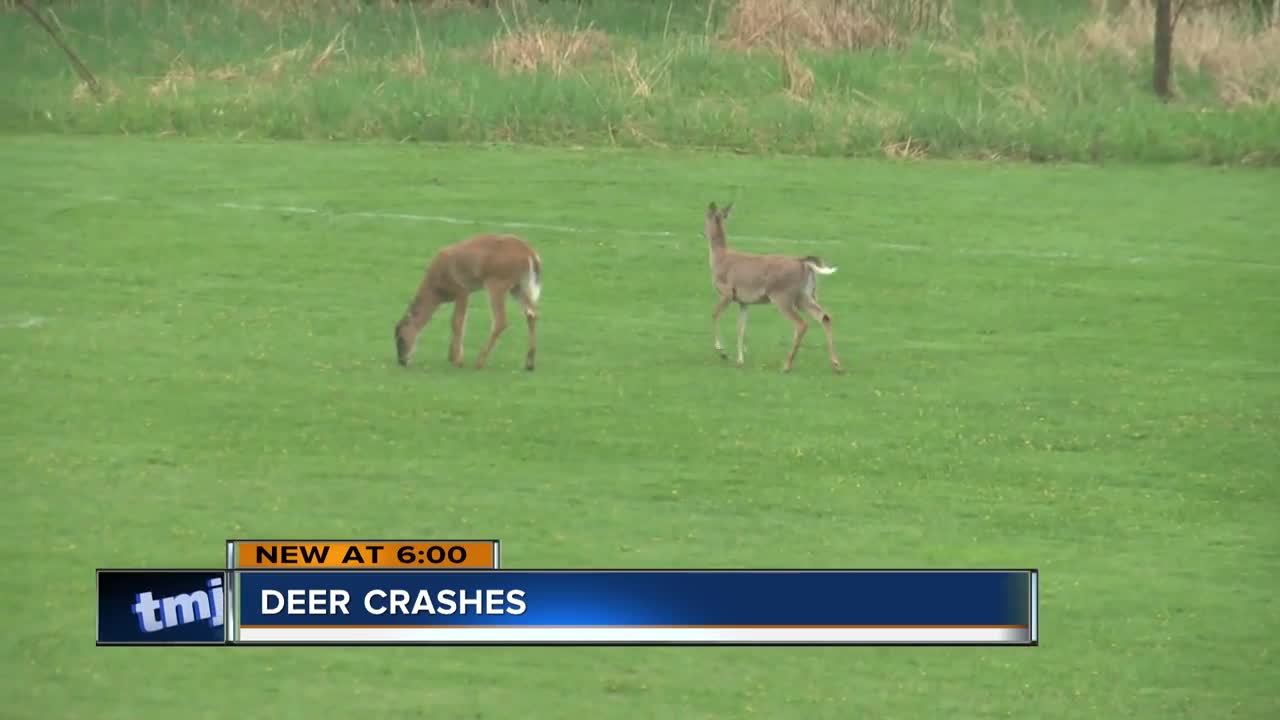 Deer mating season leads to uptick in crashes