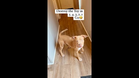 Piper loves toys!! To death 🤣