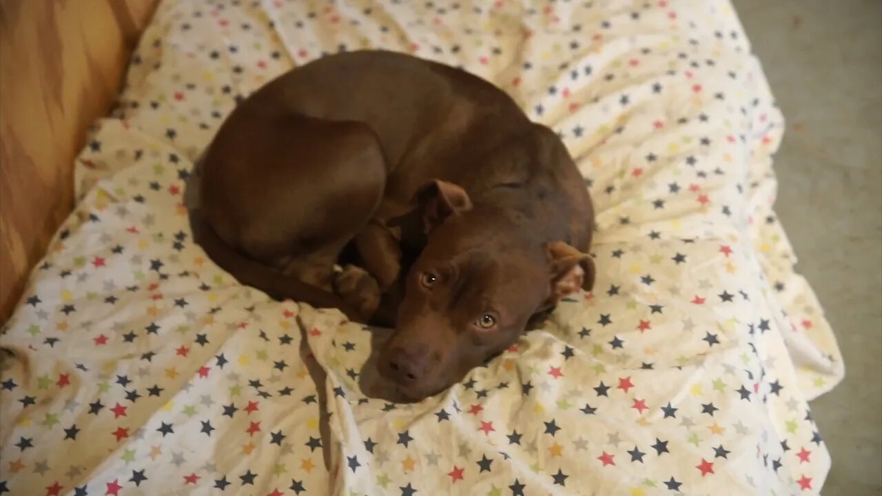 Can you guess this mystery puppy breed? Staffy Labrador Pit Bulldog Labrabull ?