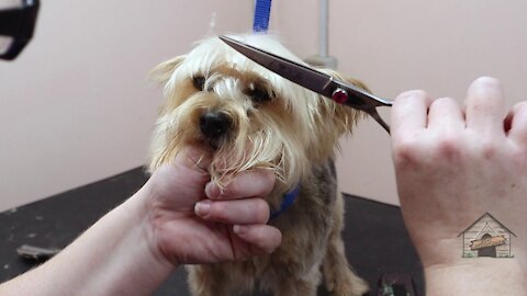 New Style Tail Hair Cut of Pomeranian Dog