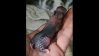 New Life - Baby Bunnies!