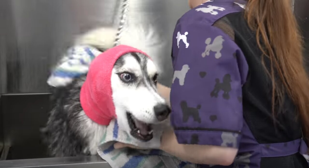 Lunatic Husky swears at me her whole groom