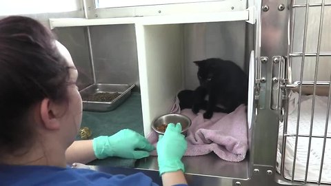 How the Michigan Humane Society provides unique care to hundreds of animals