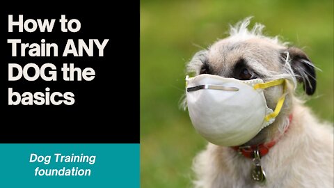 How to Train ANY DOG the basics- Dog Training foundation