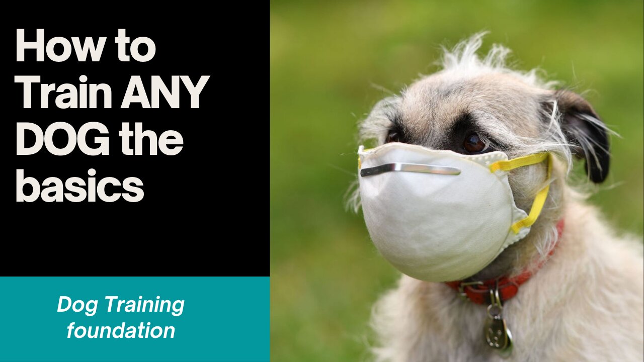 How to Train ANY DOG the basics- Dog Training foundation