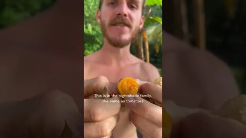 Cherry Tomatoes honest review