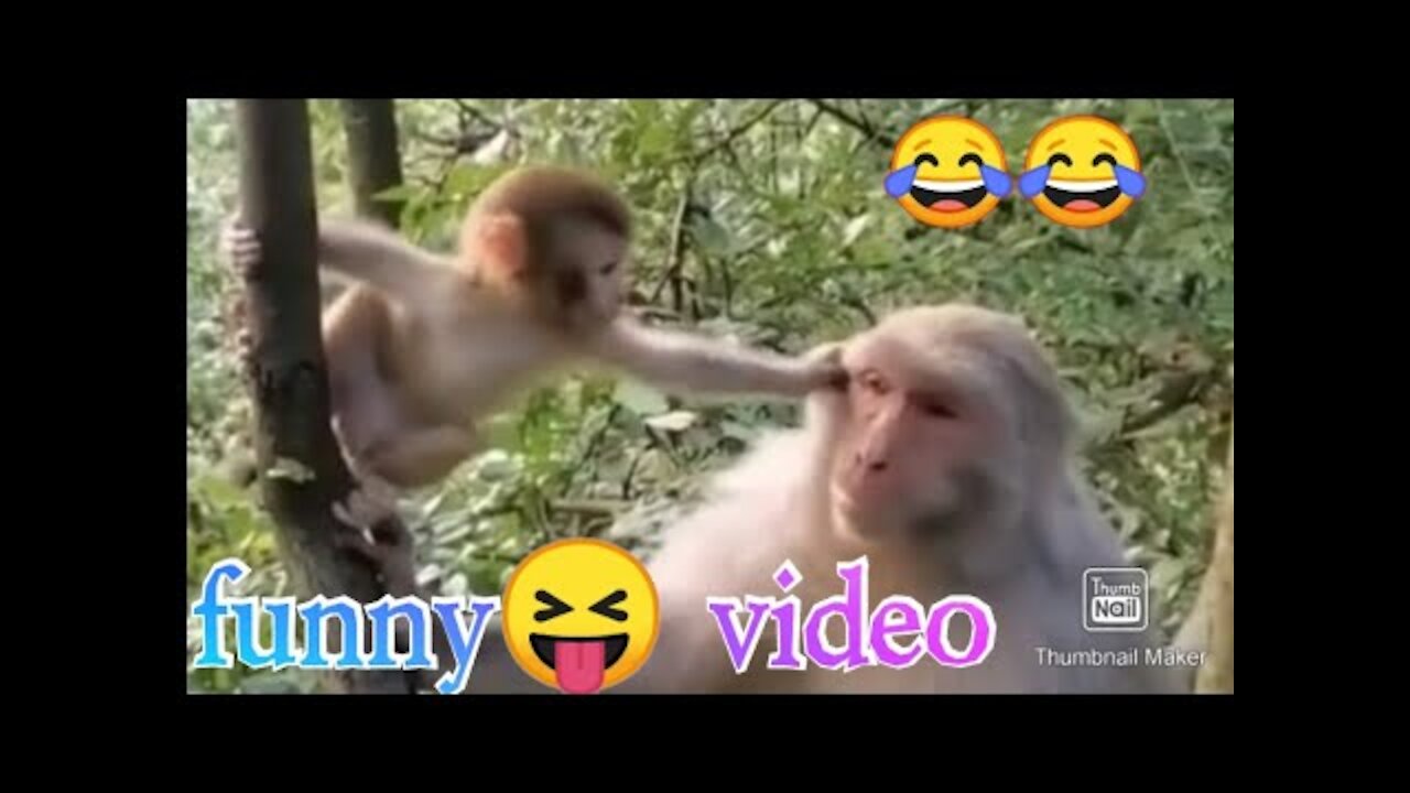 Monkey Funny Moment In Forest