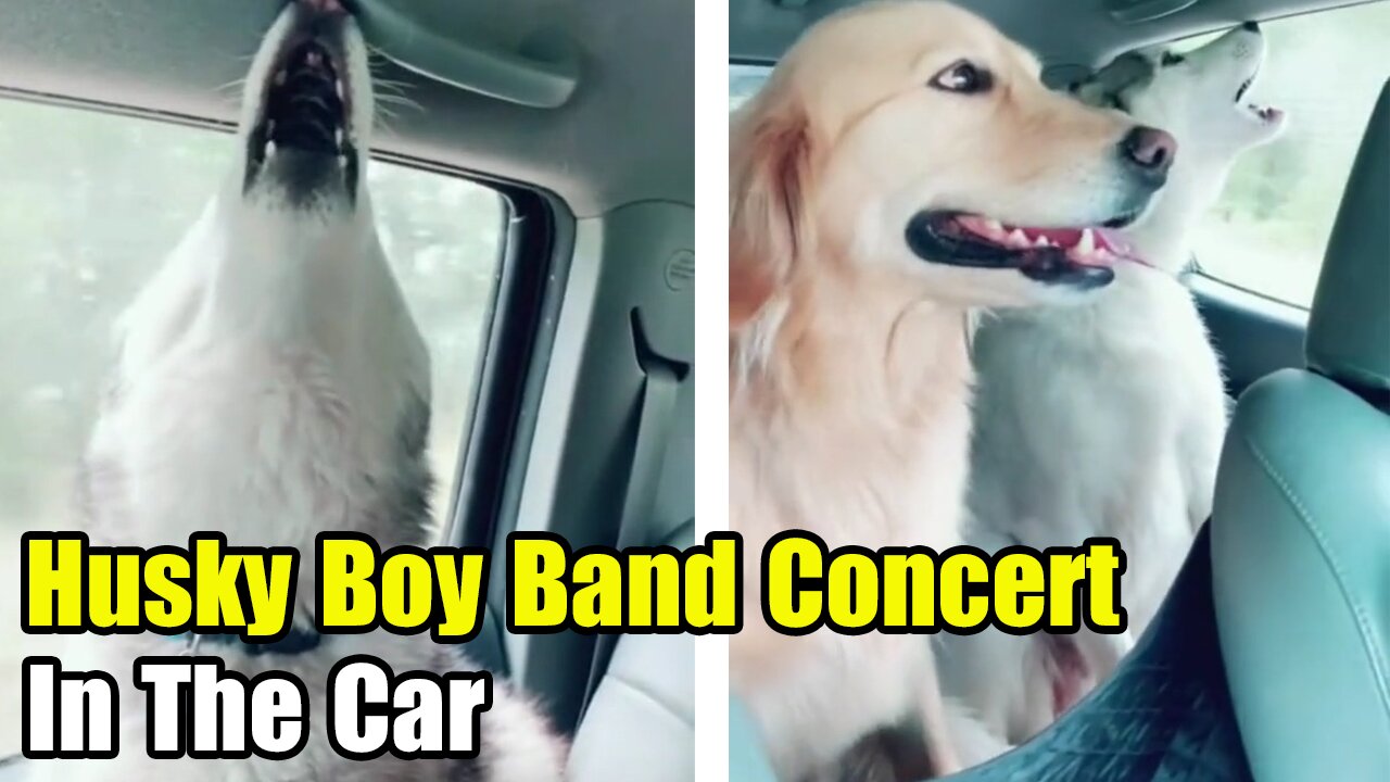 Funny Pets - Husky Boy Band Dogs Concert In The Car