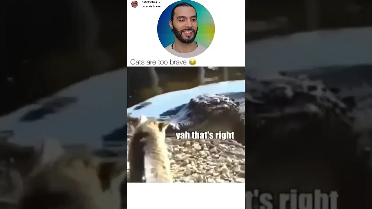 Sir Kitty the Brave 😼