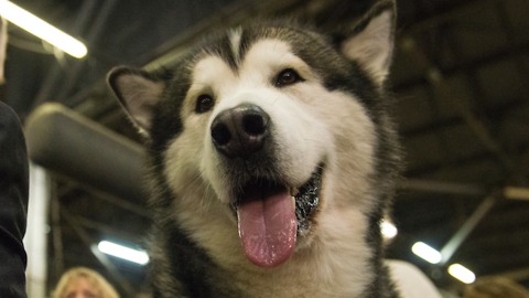 Husky Dog Sings with iPAD