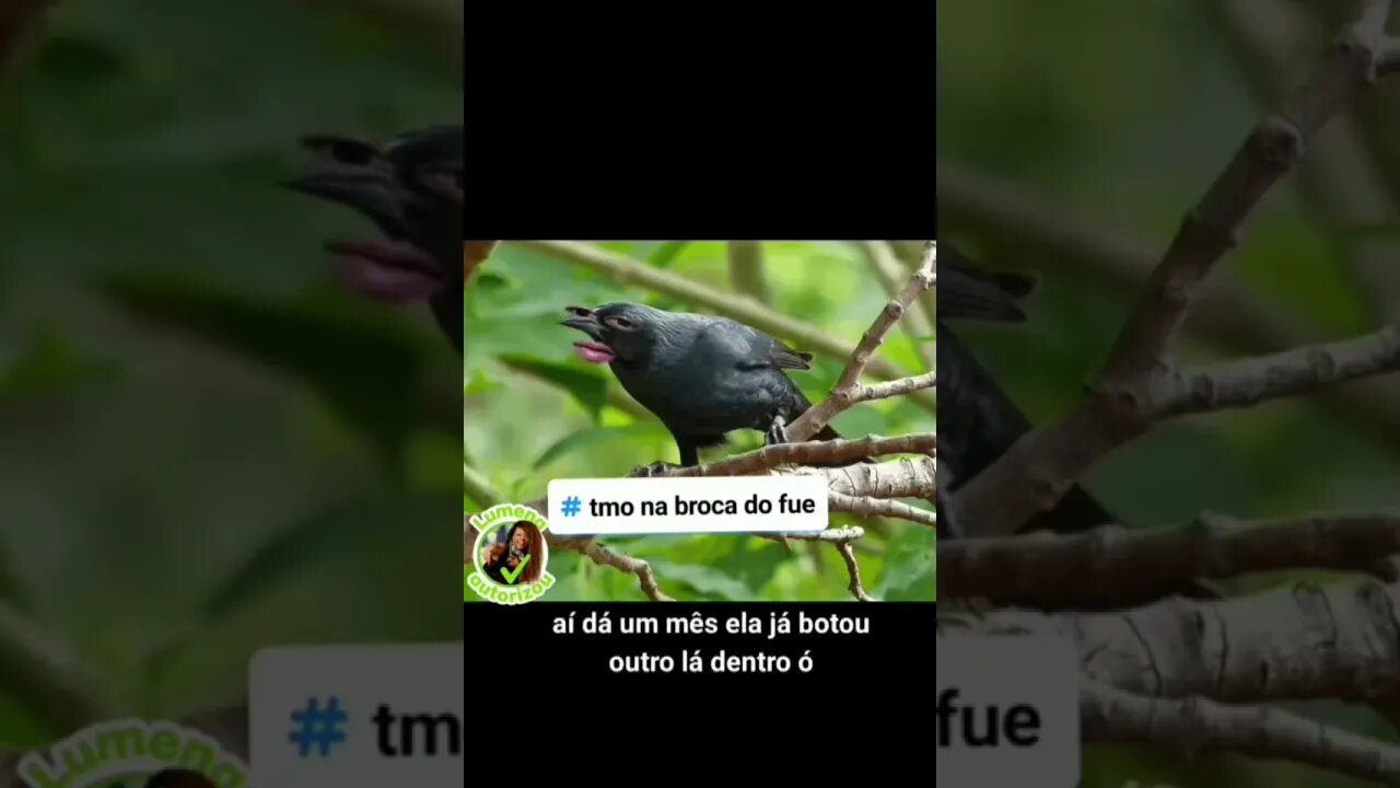 OLHA QUE LAÇO DO PARARINHEIRO GATONILDES