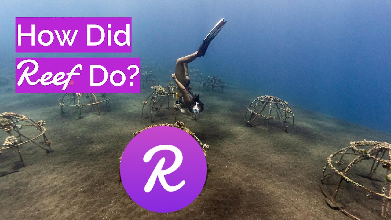 Crypto Update 🔥 How Did Reef Finance [REEF] Develop? (2021)