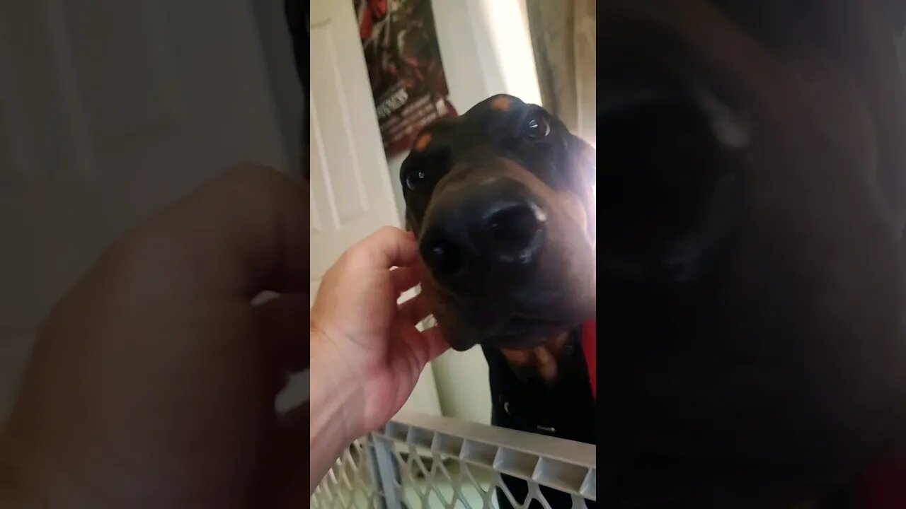 Doberman Always Yawns with Face Scratch 🤣🐕 #dobermanpinscher #doberman #dobermanpinschers #dobie