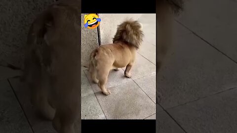 dog is mistaken for a lion