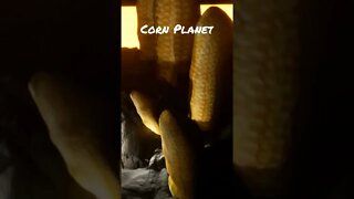 Giant Corn Planet #itscorn #fall2022 #fall